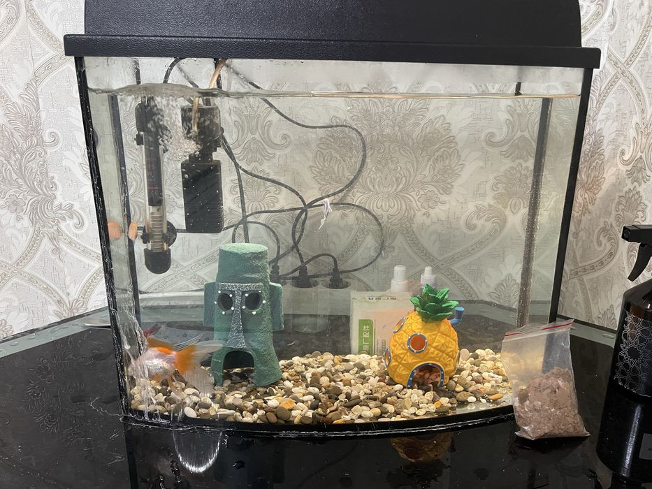 аквариум состоение новая