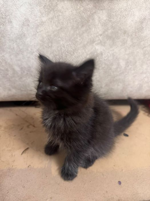 Котенок ищет дом