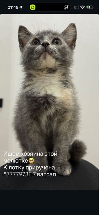 Отдадим в добрые руки котенка