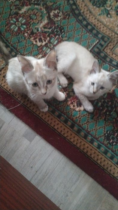 Кошечка и котик 3  месяца