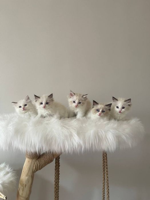 Рэгдолл Regdoll чистокровные!