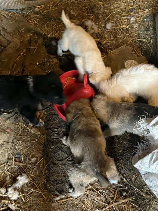 Donez 6 cățeluși de 8 săptămâni,mama labrador tata ciobănesc de Asia C