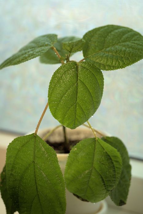 Продаём комнатные растения