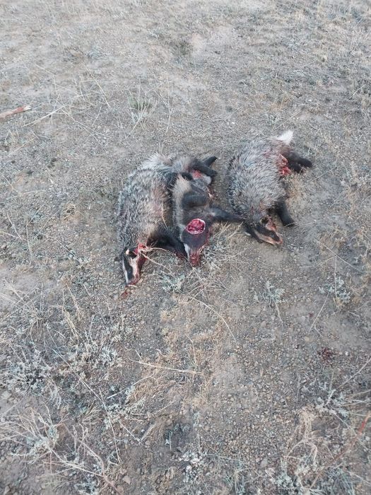 Продам лайки чистокровные