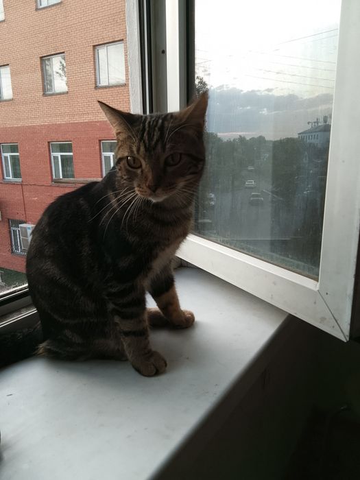 Срочно отдам котенка в добрые руки