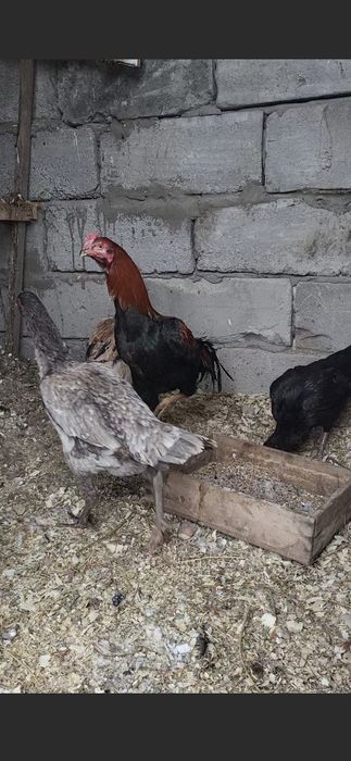 Продам бойцовского петуха