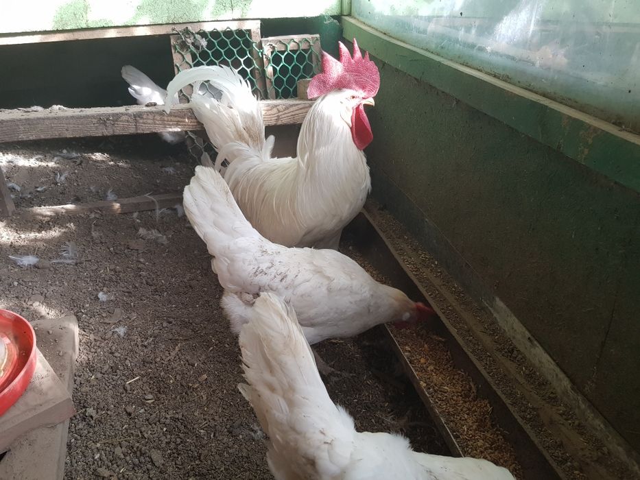 Продам петушка породистого