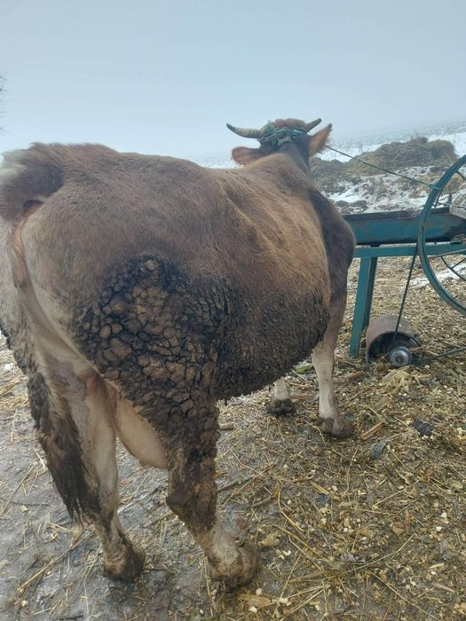 Vând vacă gestantă