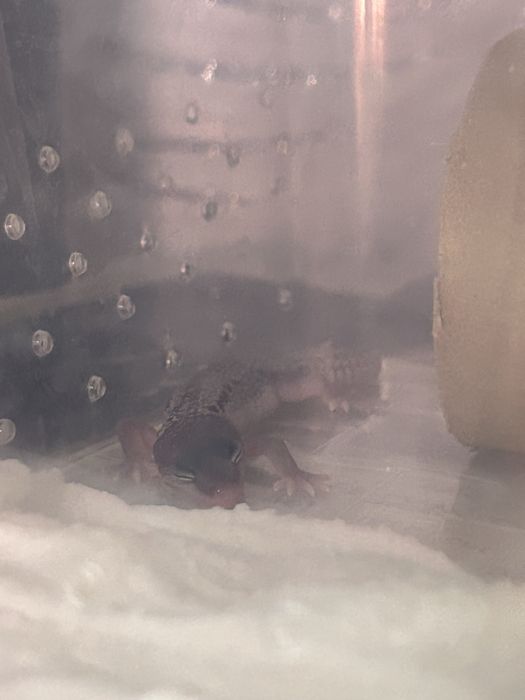 Эублефар бронь малыш