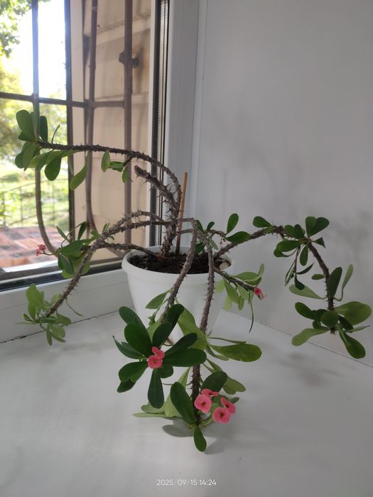 Молочай милля этот с горшком