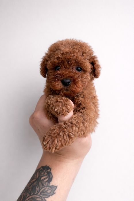 Пудел той red apricot