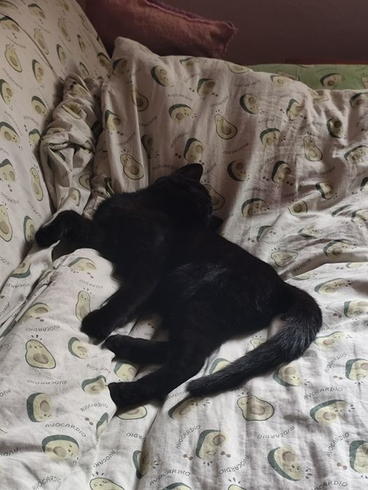 Отдадим котят в добрые руки