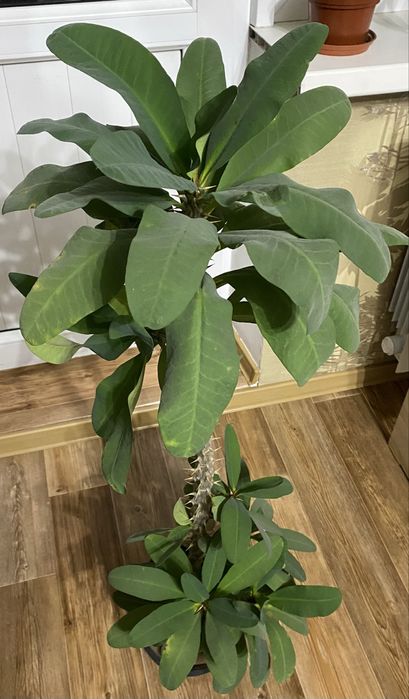 Цветы  комнатные