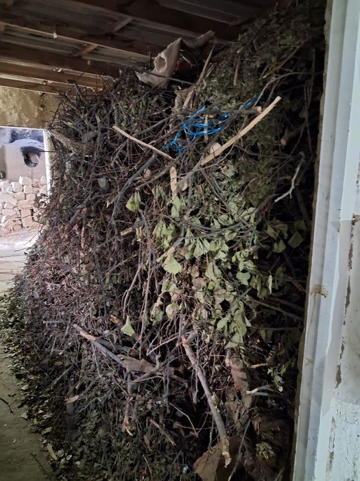 Утинлар дарахтники сотилади