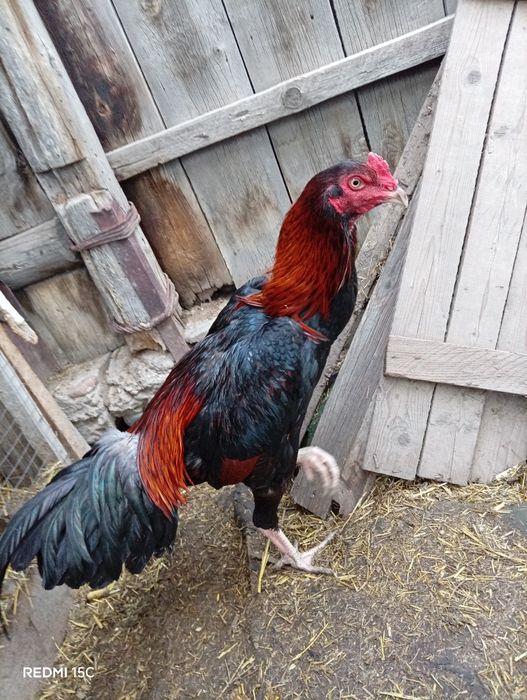 Продам Бойцовых Петухов