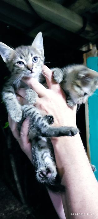 Отдам котят бесплатно