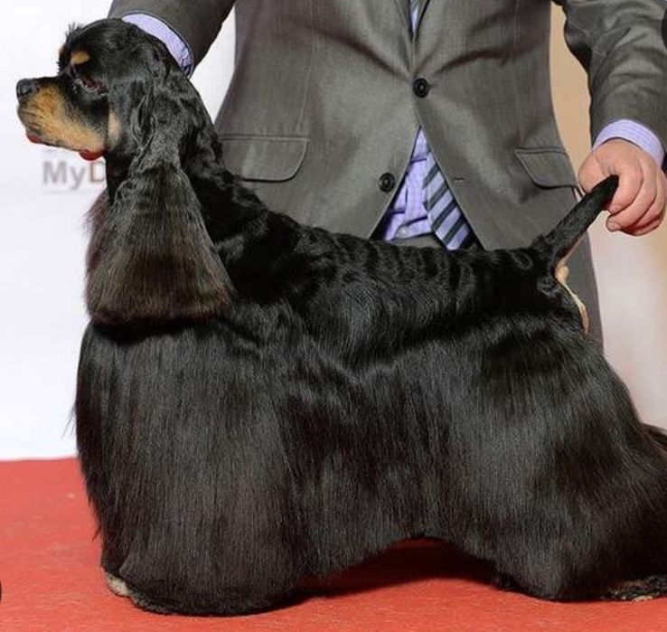 Американский кокер спаниель. Вязка.