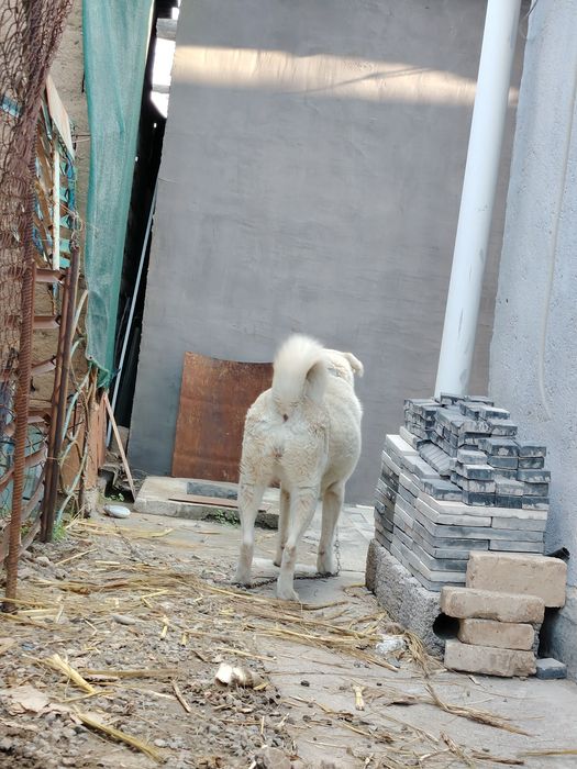 Лабрадор 9 месяцев