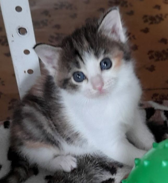 Отдам котят 1мес