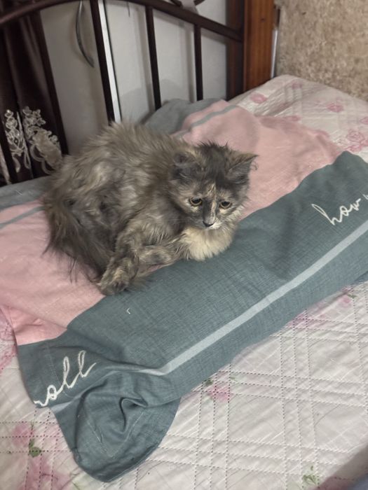 Ласковая кошечка ищет дом