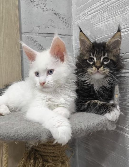 Котята Мейн Кун ( питомник)