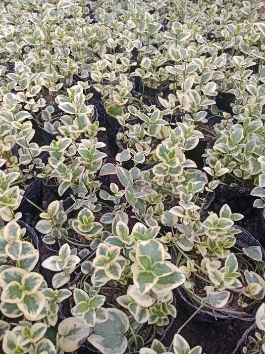 Барбинок кучатлари