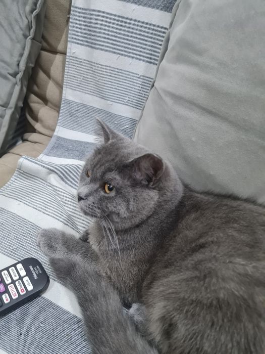 Britanskiy Skotish вяска qilishga