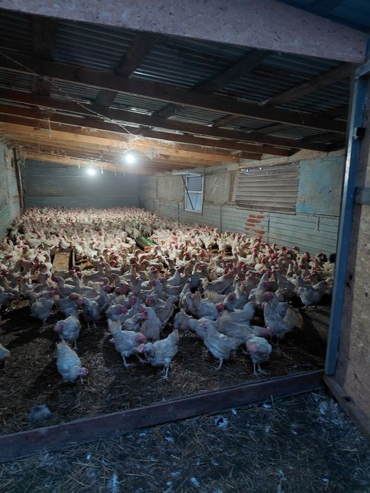 Несушки белые оптом