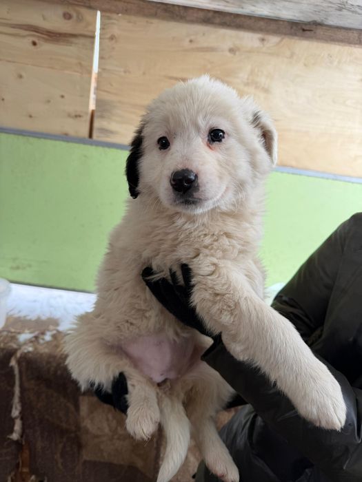 Дарю щенят.     .