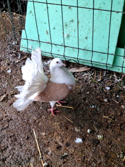 Porumbei standard azuri  infoiati cu capace misrlii jucatori bimotati