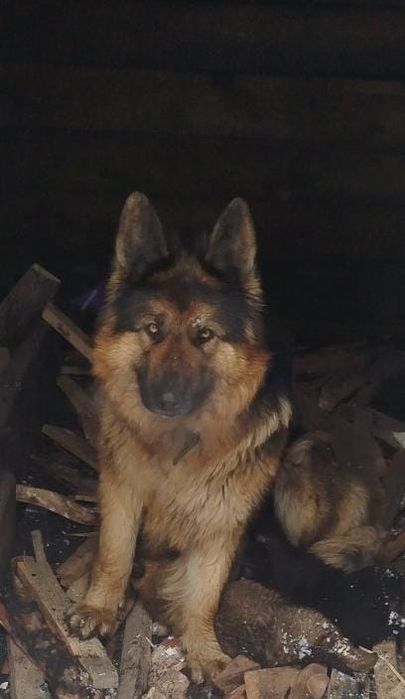 Отдам в добрые руки