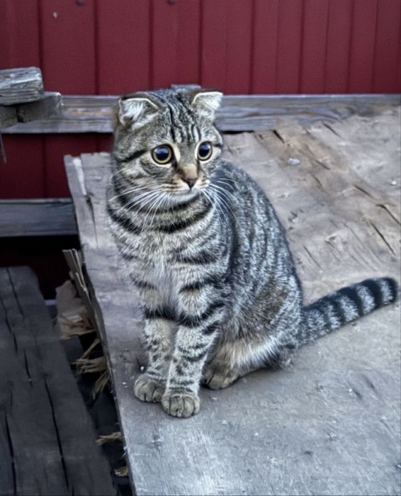 Вислоухая кошка отдам в добрые руки