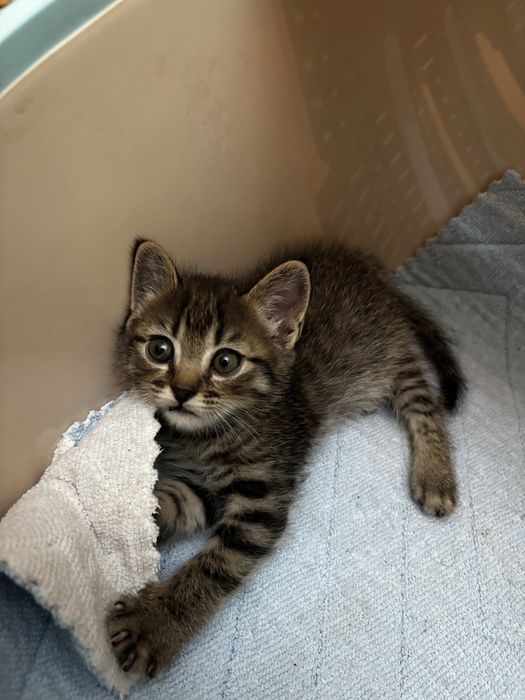 Котенок в добрые руки