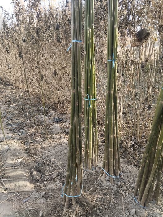 Павлония нихолидан тортип ку́чатигача.