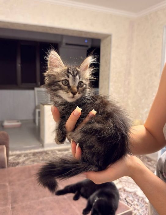 Продаётся котёнок