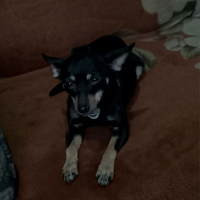 Девочка жужа собака