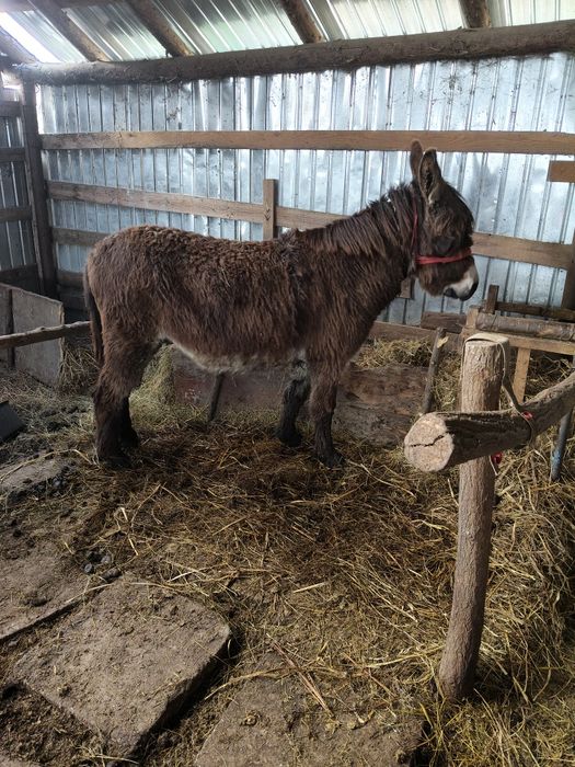 Măgar de vânzare învățat în oi