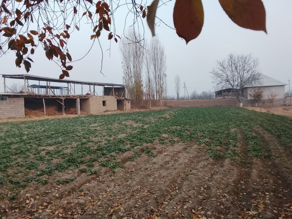 Йол устидан 8 сотих йеримиза сотуга чикти