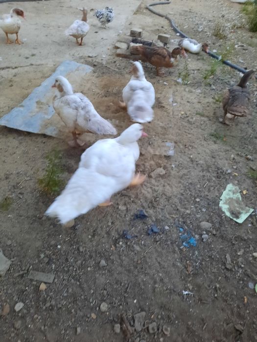 Продам шипунов утят