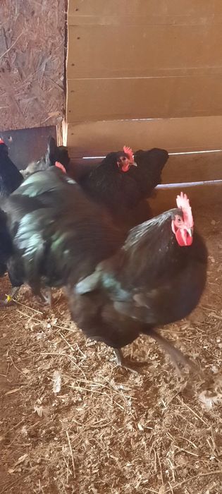 Disponibil pasari ,ouă de incubat și puișori