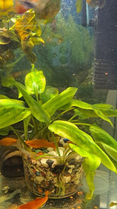 Продам растение для аквариума