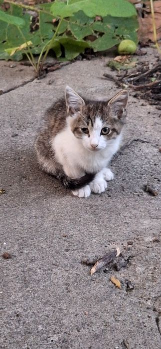 отдам Котёнка 2 месяца