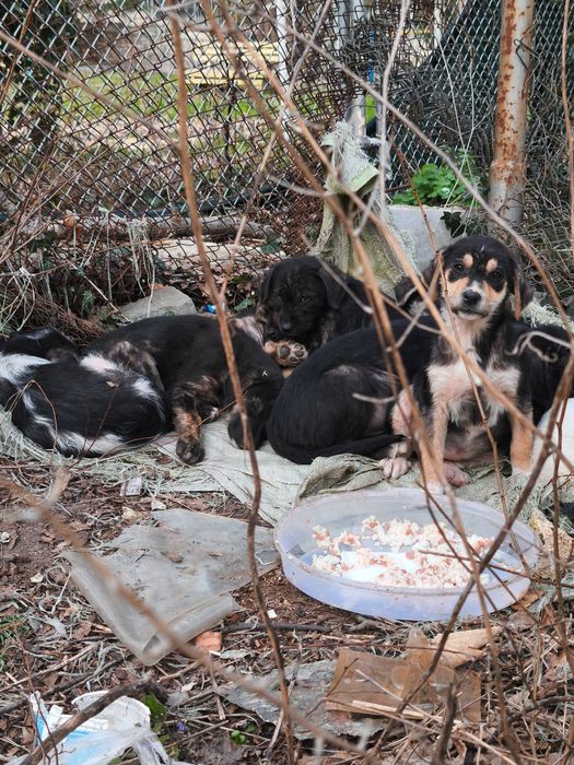 Давам кученцата в добри ръце, мъжки и женски кученца са на 3 месеца