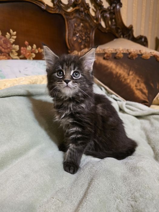 Мейн  куун котета