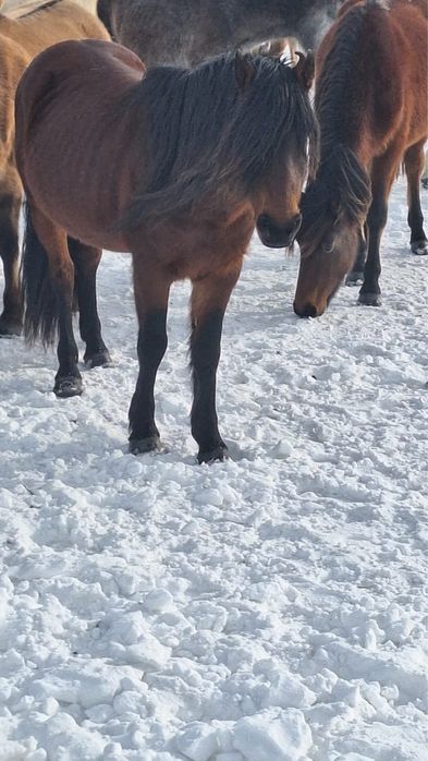 Қазақи Айғыр сатылады!!!