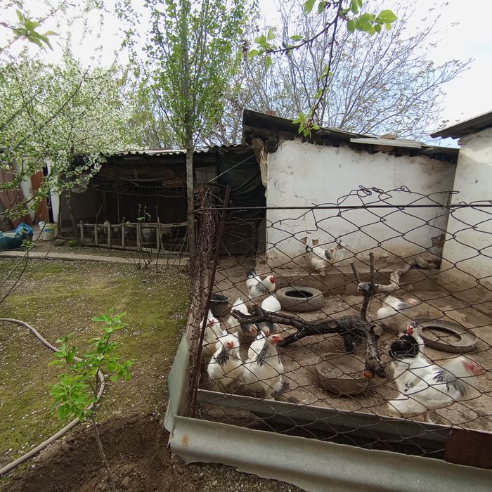 Уй-ховли сотилади! Уртачирчик ТашМоре 7 сот