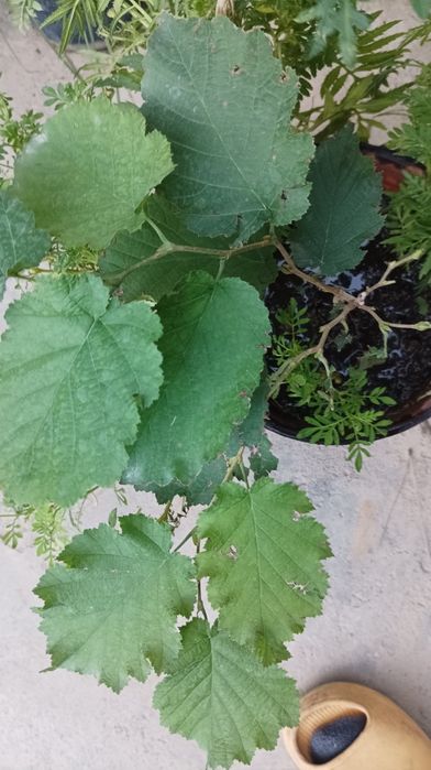 Дерево фундук,и семена фундука