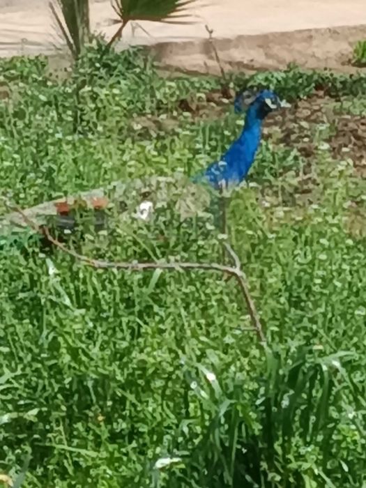 Аргон учун горелка ва вольфрам электродлар