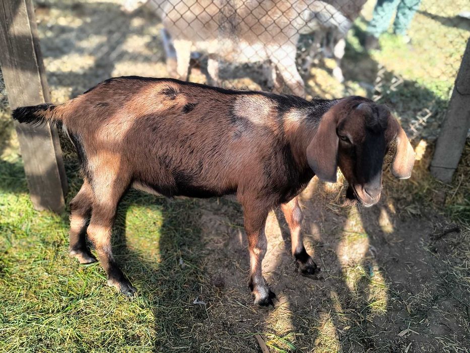 Vând sau schimb țap și capra