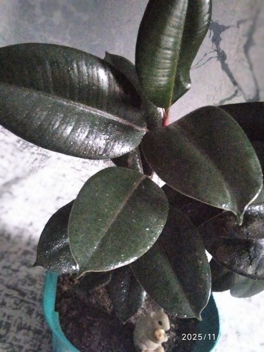 Фикус  2 шт домашний молодой